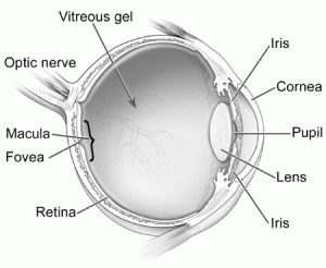 retina